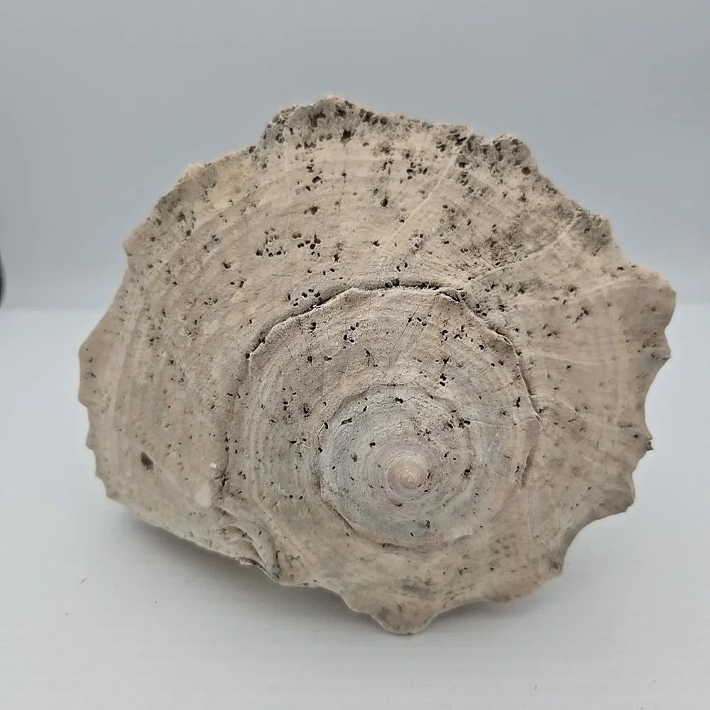 Large Lightning Whelk 10